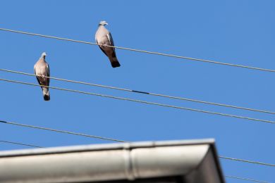 Ringeltauben unter Spannung